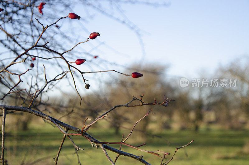 玫瑰果，Naturcenter Amager